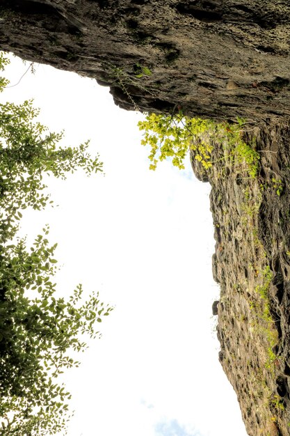 Foto vista ad angolo basso degli alberi contro il cielo