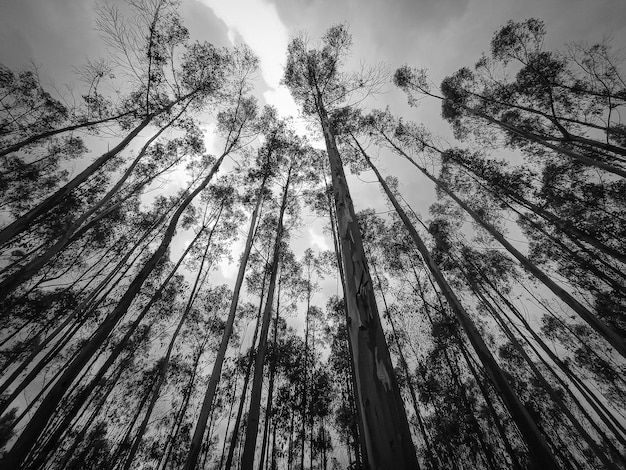 Foto vista ad angolo basso degli alberi contro il cielo