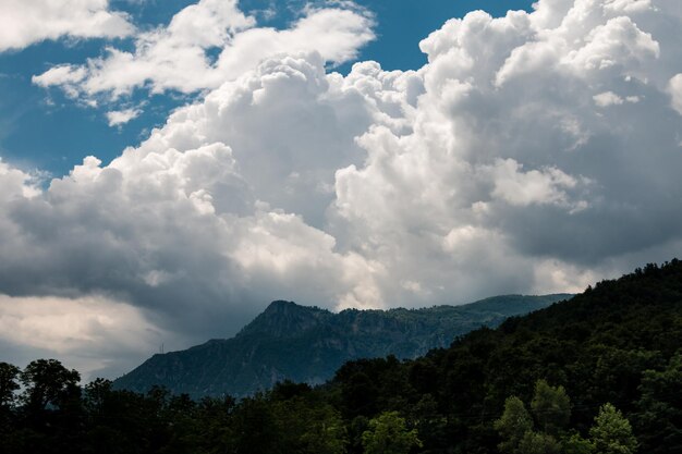 空に照らされた木の低角度の景色