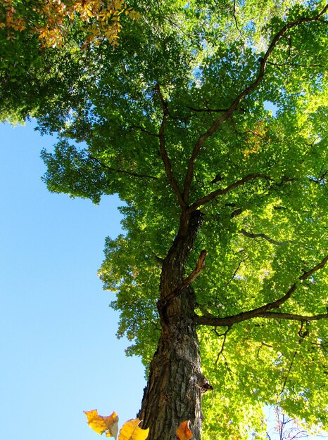 Foto vista ad angolo basso degli alberi contro il cielo