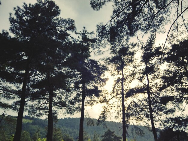 Low angle view of trees against sky