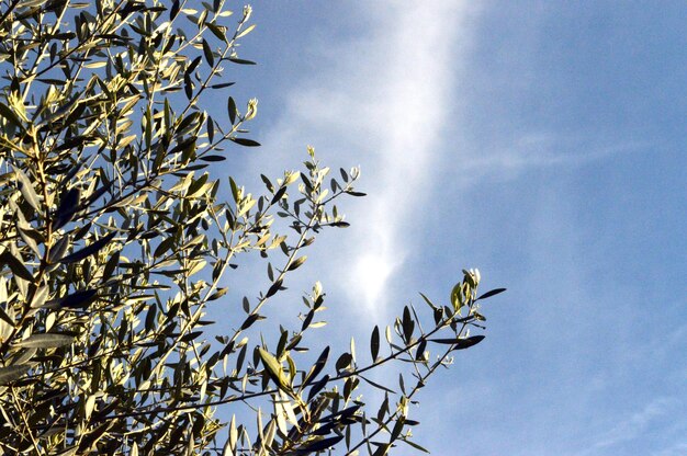 Low angle view of trees against sky