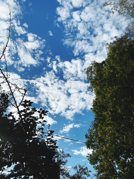 Low angle view of trees against sky