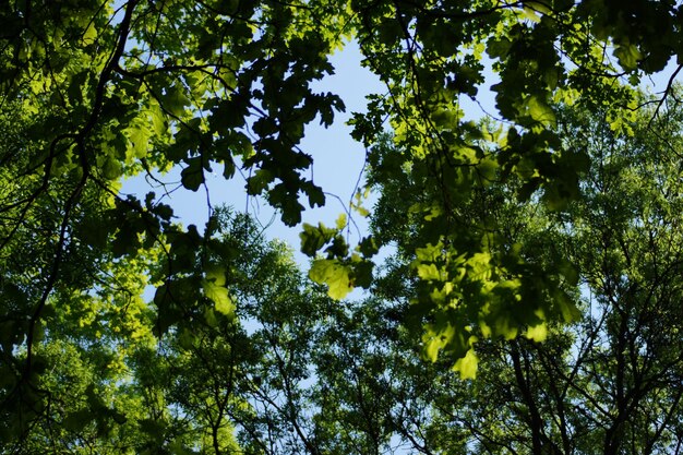 Low angle view of trees against sky