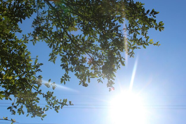 Photo low angle view of trees against sky