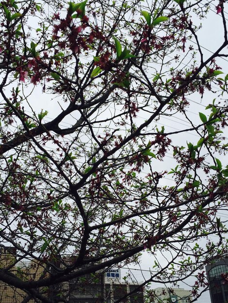 Foto vista ad angolo basso degli alberi contro il cielo