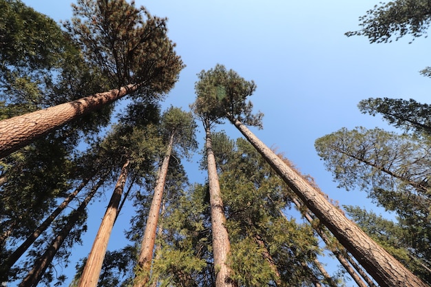 Photo low angle view of trees against sky