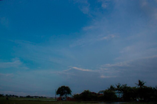 Low angle view of trees against sky