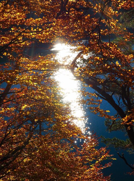 Low angle view of trees against sky