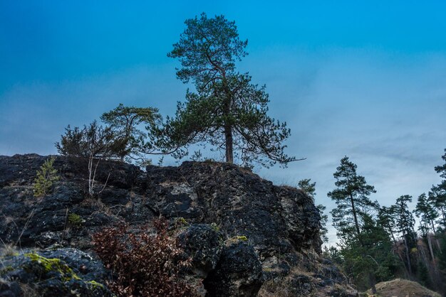 Low angle view of trees against sky