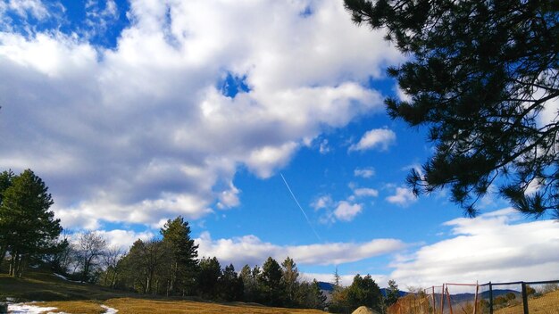 Low angle view of trees against sky