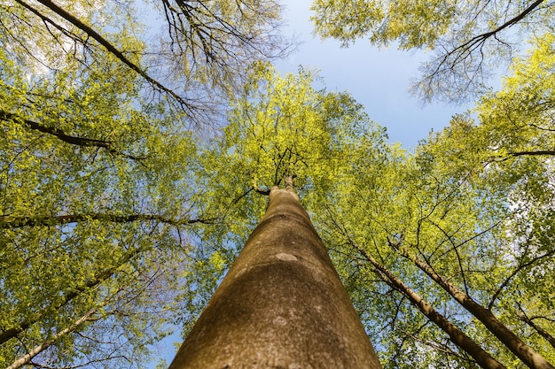 Foto vista ad angolo basso degli alberi contro il cielo