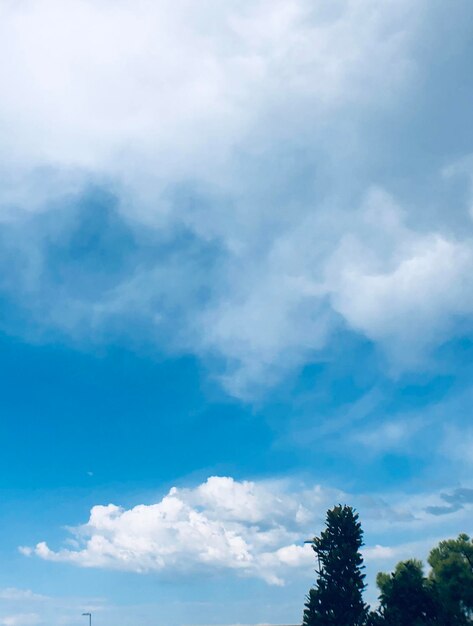 Low angle view of trees against sky