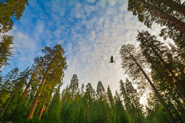 Low angle view of trees against sky