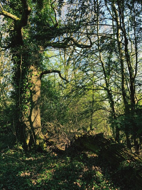 Foto vista ad angolo basso degli alberi contro il cielo