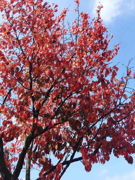 Foto vista ad angolo basso degli alberi contro il cielo