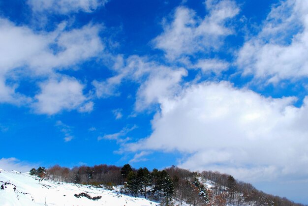 Low angle view of trees against sky