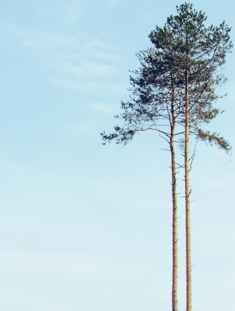 Foto vista ad angolo basso degli alberi contro il cielo