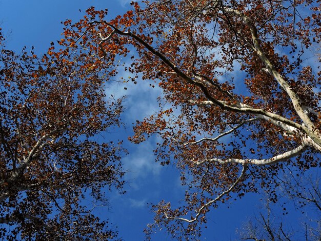 Low angle view of trees against sky