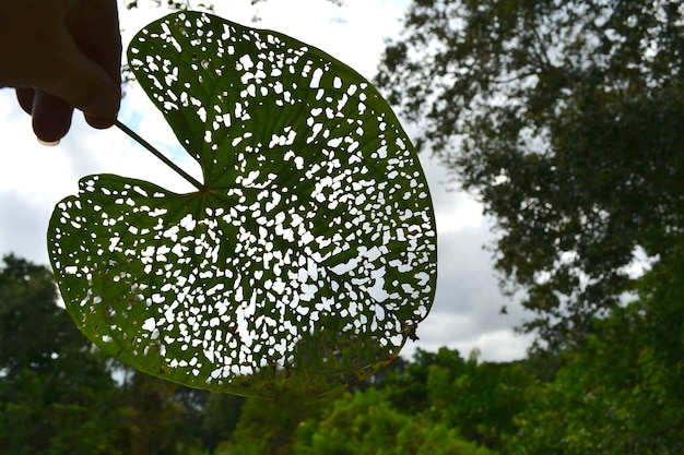 Foto vista ad angolo basso degli alberi contro il cielo