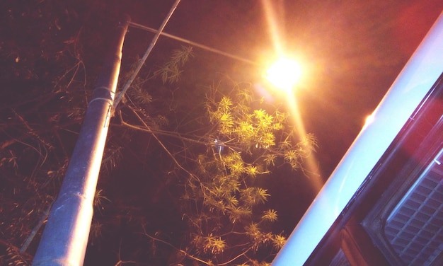 Photo low angle view of trees against sky