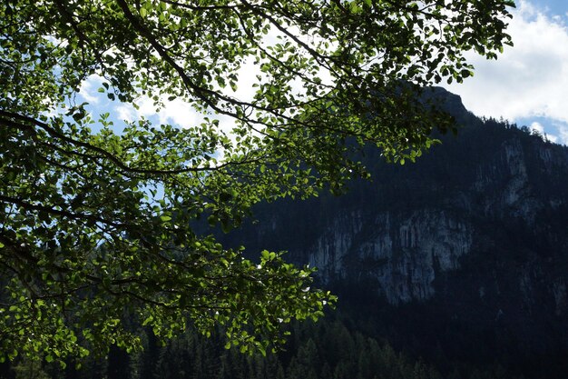 Low angle view of trees against sky