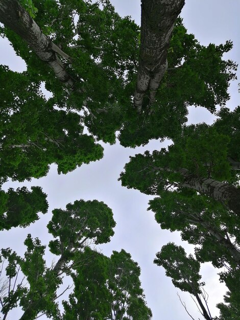 Foto vista ad angolo basso degli alberi contro il cielo