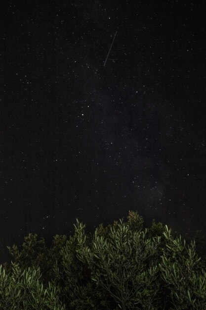 夜の星のフィールドに照らされた木の低角度の景色