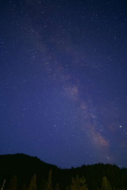 Low angle view of trees against star field at night