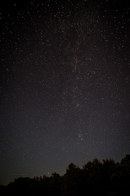 Low angle view of trees against star field at night