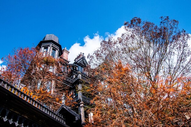 Low angle view of trees and building against blue sky