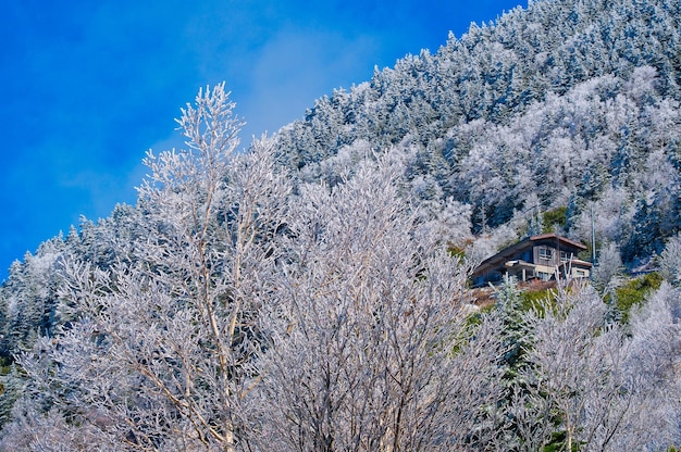 Low angle view of trees and building against sky