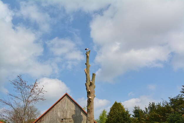 Low angle view of trees and building against sky