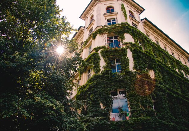 Foto vista ad angolo basso degli alberi e degli edifici contro il cielo