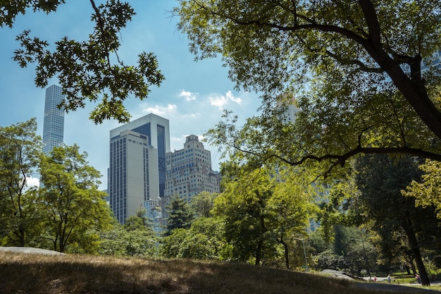 Foto vista a basso angolo di alberi e edifici contro il cielo