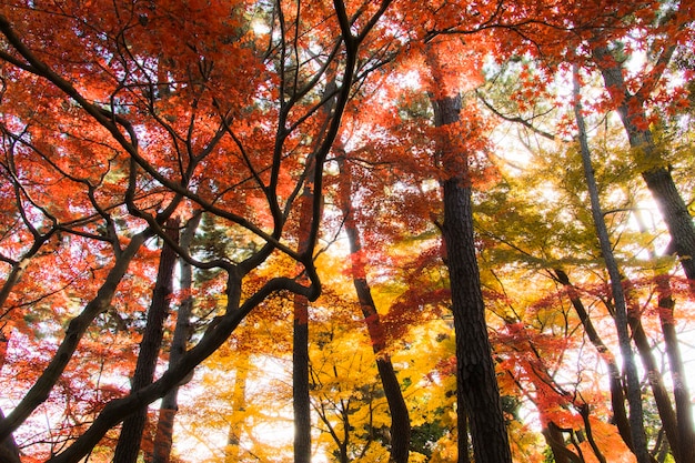 Foto veduta ad angolo basso degli alberi in autunno