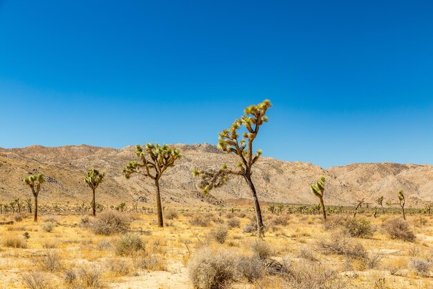 Foto vista a bassa angolazione degli alberi sul campo contro un cielo blu chiaro