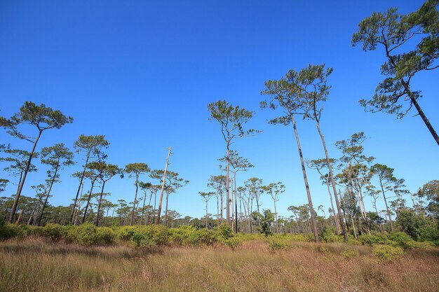 Low angle view of trees on field against clear blue sky