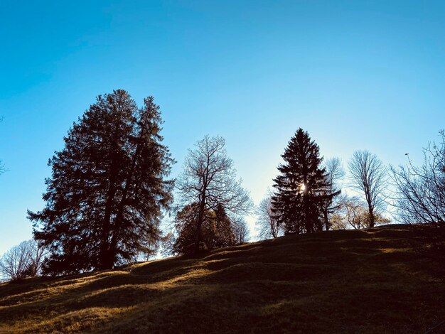 Low angle view of trees on field against clear blue sky