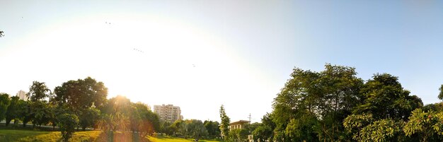 Low angle view of trees on field against clear sky