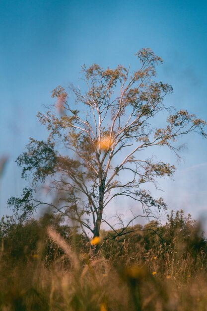 Foto vista ad angolo basso degli alberi sul campo contro il cielo