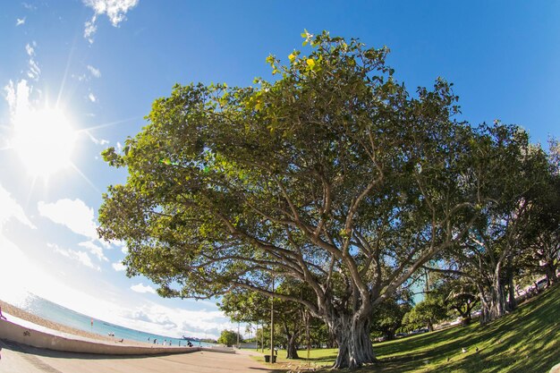 Foto vista ad angolo basso degli alberi sul campo contro il cielo