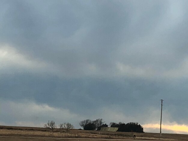 Low angle view of trees on field against sky