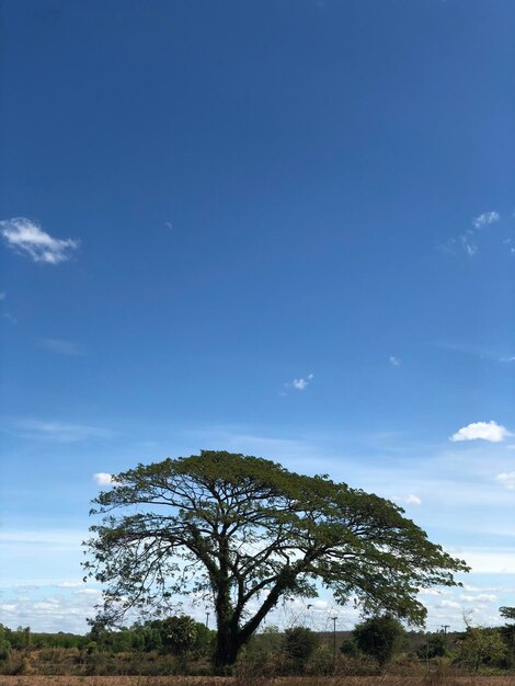 Low angle view of trees on field against sky