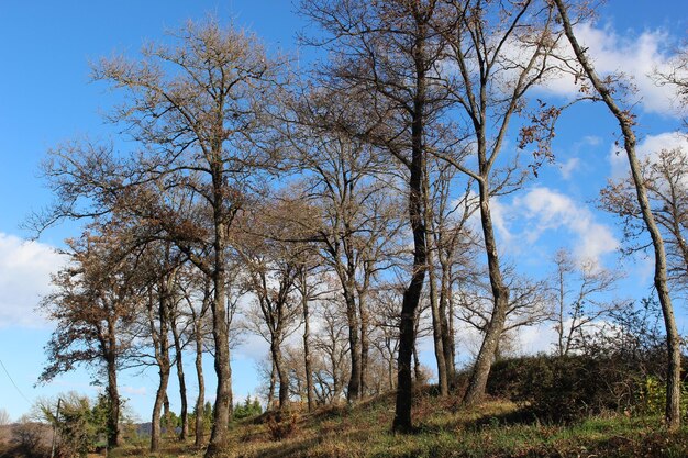 Low angle view of trees on field against sky