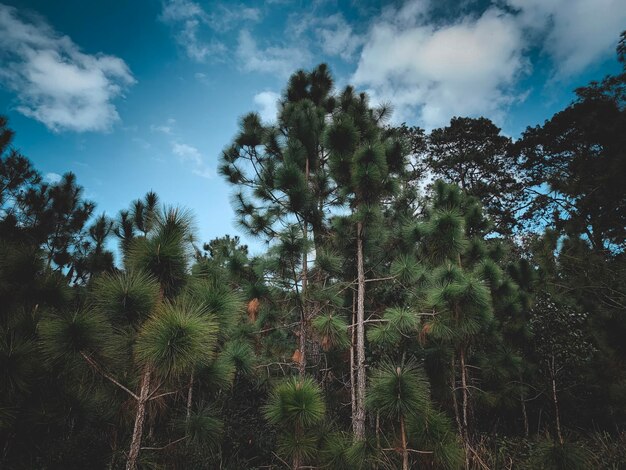 Low angle view of trees on field against sky