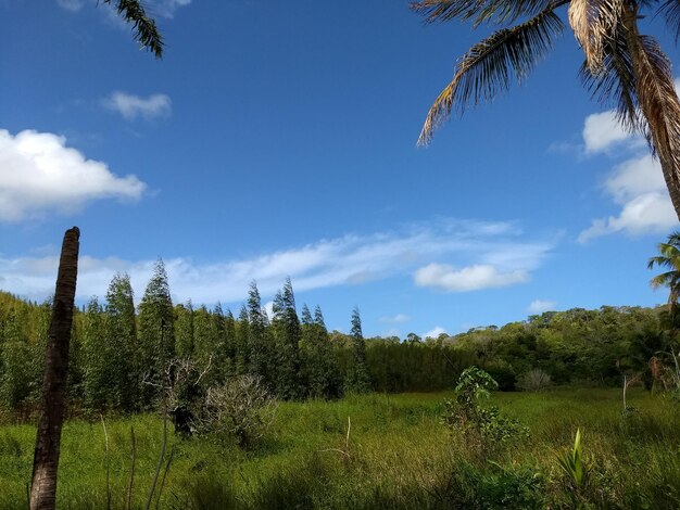 Low angle view of trees on field against sky