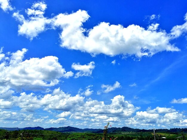 Low angle view of trees on field against sky