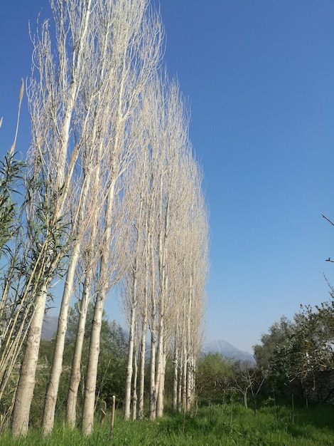 Foto vista ad angolo basso degli alberi sul campo contro il cielo