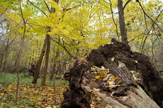 Foto vista ad angolo basso degli alberi sul campo durante l'autunno